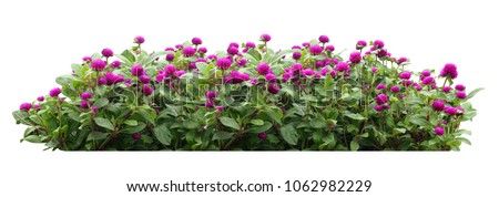 Similar – Image, Stock Photo Garden fence with purple tips forms arch