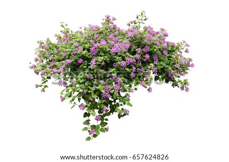 Similar – Purple flowers on bush