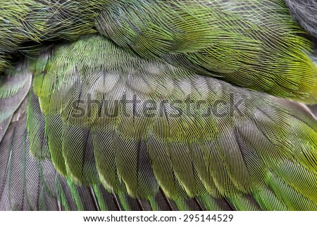 green bird wing feather texture abstract background