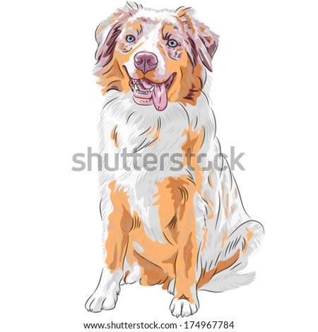 Vector dog Red Australian Shepherd breed (Aussie or little blue dog)