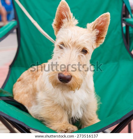 Cute serious Wheaten puppy Scottish Terrier dog breed lying.