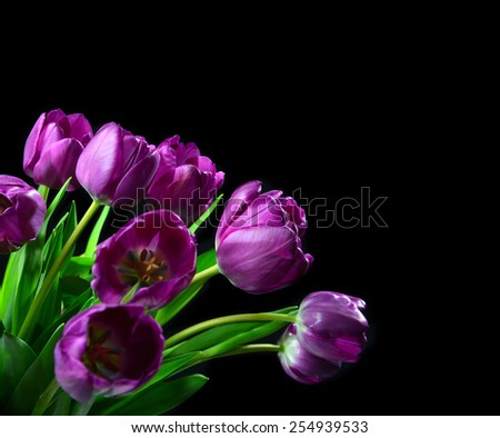 Bouquet of Dark Purple Tulip flowers on a black background with copy space for text