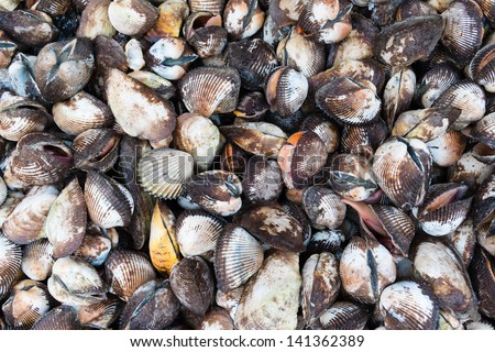 group of live sea shell