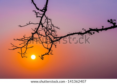 silhouette tree trunk reach out to morning sunrise in twilight sky