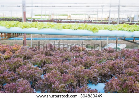 fresh red and green vegetable salad in blue water pipe farming