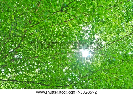 sun shine through tree branch and leaf