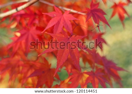 Red foliage of Acer Palmatum, commonly known as Japanese Maple