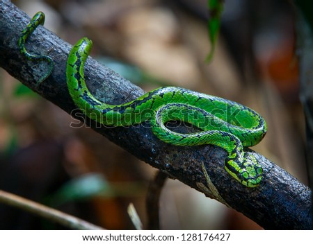 A Green Pit Viper In A Tree Stock Photo 128176427 : Shutterstock