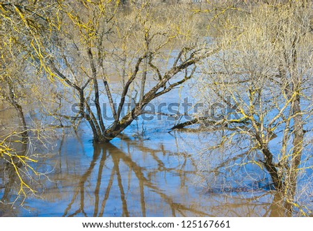 Spring flood. Brittle willows overflow by water.