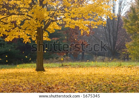 Leaves falling from an autumn tree