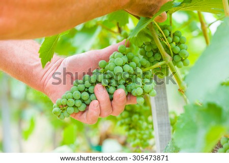 Elderly hands checking the development of grapes.