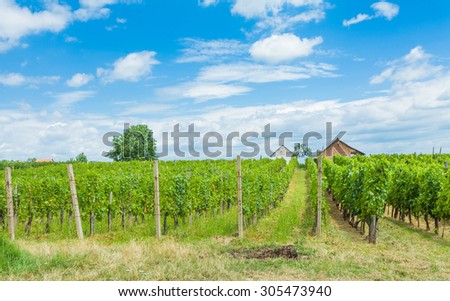 Wine making industry and traditional grape growing in Hungary, Villany, Branya county.