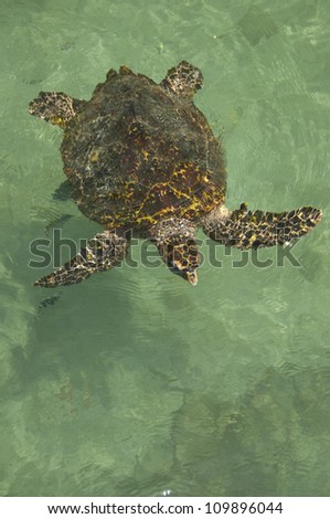 Green Sea Turtle (Chelonia mydas) Oceanarium, San Martin de Pajarales island, Rosario islands, Cartagena de Indias, Colombia, South America