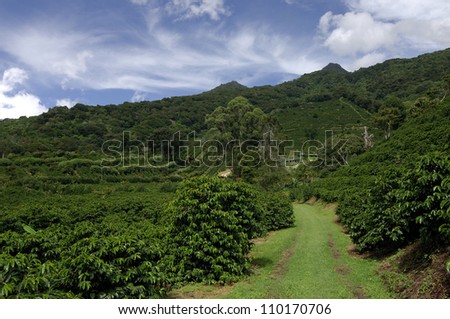 Finca Lerida, organic coffee farm, Boquete, Chiriqui, Panama, Central America