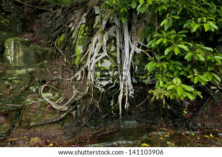 Superficial roots of ancient tree adhered to rocky soil wall at Isla Pacheca. Las Perlas Archipelago, Panama province, Panama, Central America.