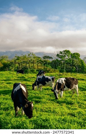 Similar – Image, Stock Photo Herd of cows on countryside farm