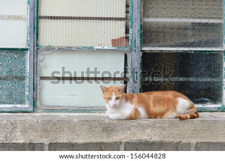 Cat outside window
