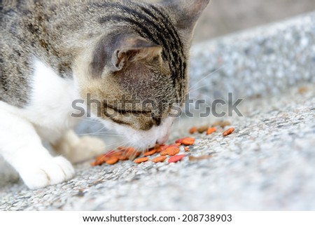 Cat eating close up