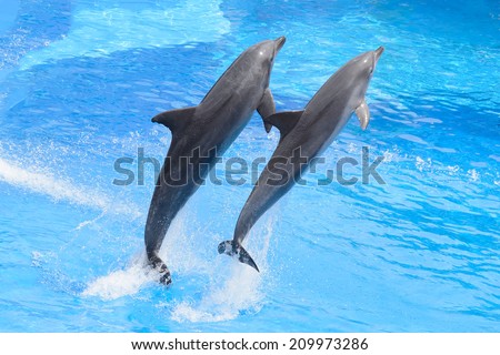 Bottlenose dolphin jumping from blue water