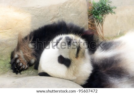 Sleeping panda close up