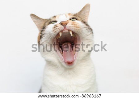 Similar – Image, Stock Photo sweet tooth Cat kitten