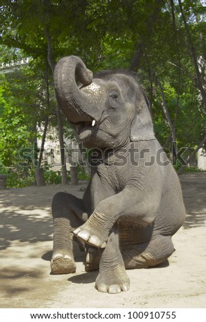 Elephant poses. Charming and cute elephant is posing for photo at the show in Thailand