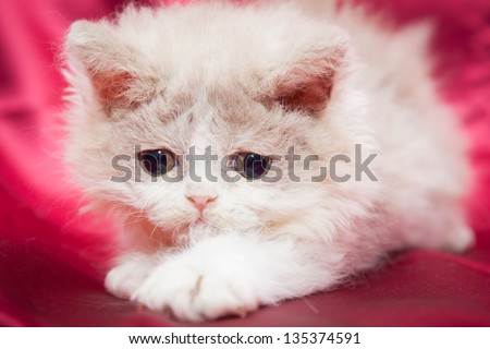 Fluffy little kitten with big sad eyes playing on a bright red background. Breed of cat is a Selkirk Rex. It has curly hair.