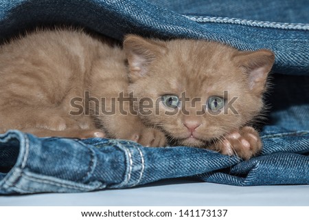 Fluffy brown small kitten with sad eyes scared and hiding in jeans