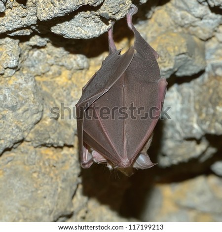 bat hanging in the cave