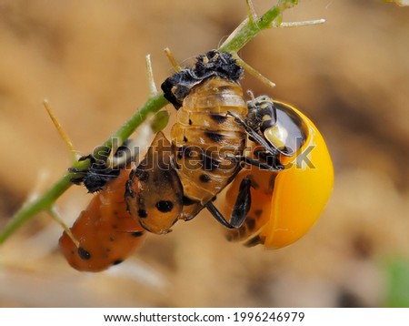 Similar – Image, Stock Photo The ladybug crawls on velvety red leaves of red-headed knapweed