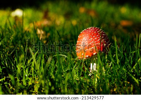 red mushroom in the wood