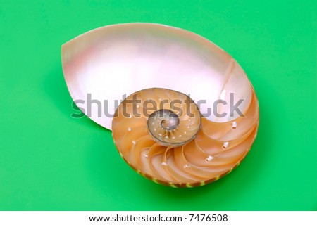 nautilus shell section on green background