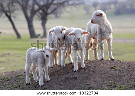 cute little lambs on a field in spring