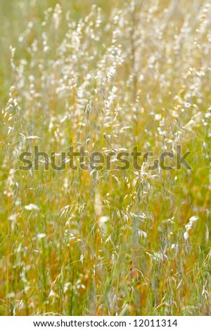 dried plants on a field in summer