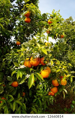 orange tree with fruits and flowers