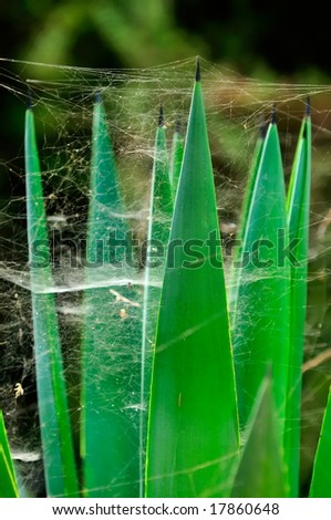 decorative plant with spider web