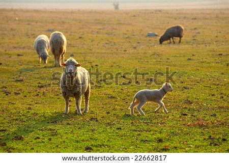sheep with cute little lambs on a field in spring