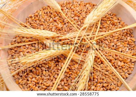 wheat ears and seeds