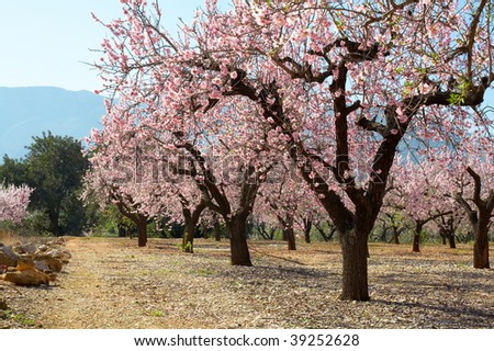 blooming trees on field in spring