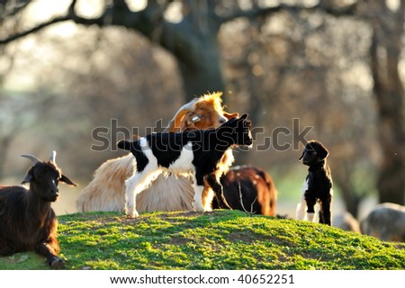 cute lambs and baby goat on field in spring