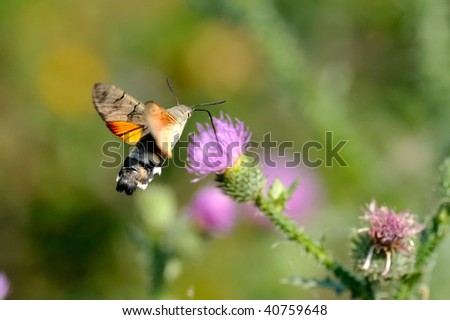 hummingbird hawk-moth hovering over a flower (Macroglossum stellatarum)