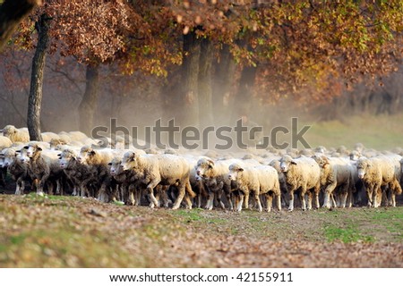 sheep on field in autumn