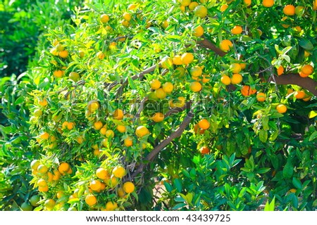 orange trees with fruits on plantation