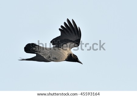 crow flying (corvus frugilegus)