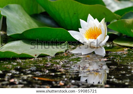 white water lily on the lake (Nymphaea alba)
