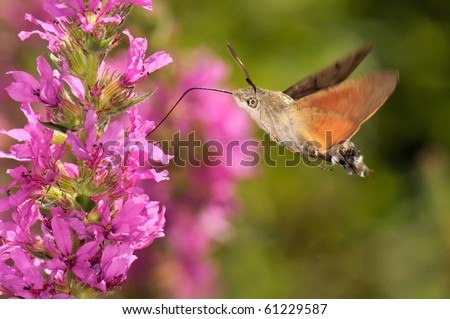 hummingbird hawk-moth hovering over a flower (Macroglossum stellatarum)