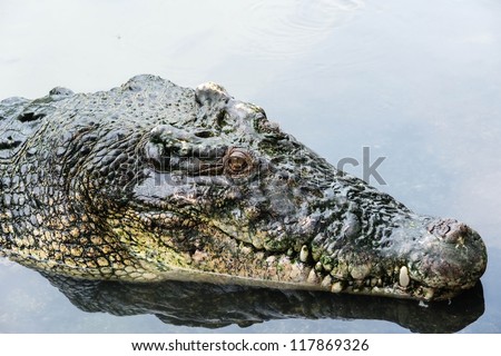 Large adult salt water crocodile in calm water close up, taken on a cloudy day