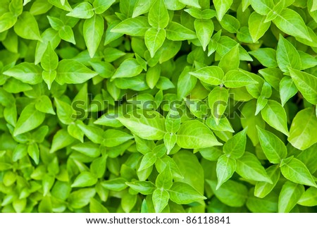 Green leafs background focusing on the center leaf,can be use for health/wellness related concept design and background of presentation.