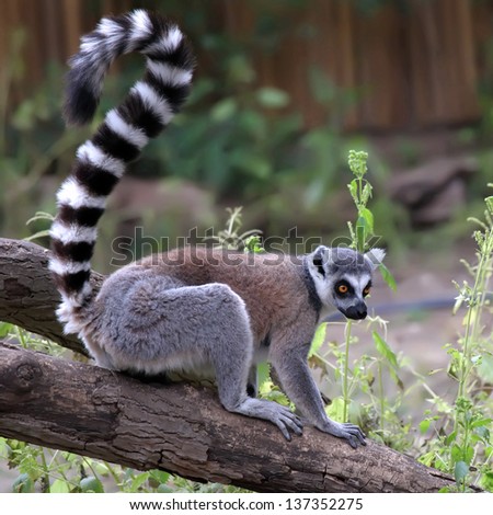 ring-tailed lemur in zoo
