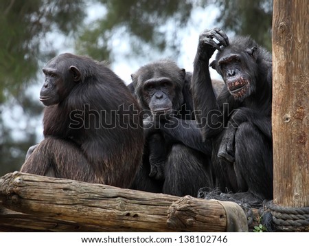 chimpanzee family in zoo